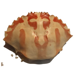 เปลือกปูคุณภาพสูง แห้งธรรมชาติ สะอาด สำหรับตกแต่งอาหารและร้านอาหาร - Product Image 5