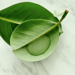 BUDDATE Lotus Rebalance Renew Anti-Aging Nourishing Moisturizer & Lightening Whitening <b>Face</b> with Nelumbo Nucifera 50mL - Product Image 2