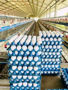 Huevos de Gallina Blancos Congelados/Frescos de Bajo Precio, Origen Francia, 24 Meses de Vida Útil, Entrega Rápida, En Stock - Product Image 4