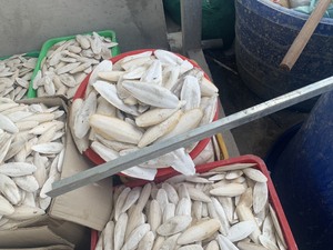 Hueso de Sepia Seco Blanco Natural para Aves, Bloque de Calcio - Product Image 2