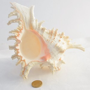 Coquillages Murex, meilleur prix, coquilles d'escargots de mer nettoyées, coquillages naturels, décorations sur le thème nautique - Product Image 2