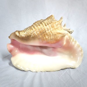 Low cost coastal display seashell <b>queen</b> conch shells ocean sea shell beach tabletop ornaments - Product Image 2