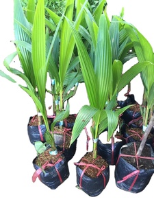 Plántulas de coco vietnamitas de alta calidad a precios razonables, los cocos siameses enanos tienen muchos usos - Product Image 4