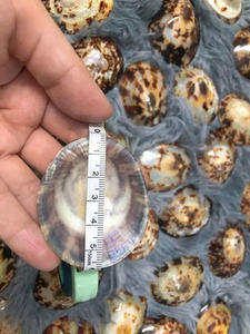 ภาพดอกบัวทะเล2025ทรงรีจากธรรมชาติอุปกรณ์ศิลปะสำหรับตกแต่งโต๊ะและเครื่องประดับ - Product Image 3