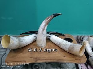 Cuernos de Buey para Beber Estilo Vikingo, Acabado Natural, Aptos para Alimentos, Cuernos Medievales para Beber a Precios Muy Accesibles - Product Image 6