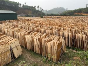 Láminas de Chapa de Madera de Eucalipto, Corte Rotatorio, Ecológicas y Duraderas, 1270 mm de Longitud, para Material de Núcleo de Contrachapado - Product Image 5