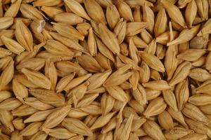 Grano de Cebada Amarilla para Alimentación Animal, Proveedor y Exportador de Cebada a Granel, Cebada de Grado Alimenticio - Product Image 3