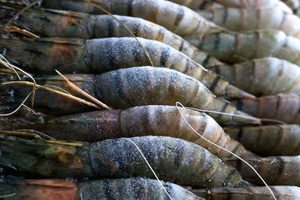 กุ้งลายเสือดำแช่แข็งเกรดพรีเมียม แบบโฮโซ ชัตเตอร์แพ็ค สำหรับนำเข้า - Product Image 4