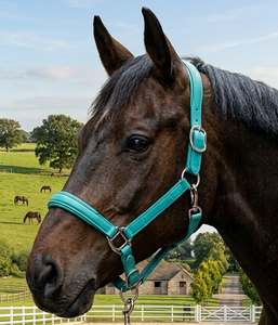 Elegante Cabestro de Cuero Vacuno Suave Color Verde Azulado con Acolchado de Neopreno y Herrajes de Acero Inoxidable para Equitación Inglesa, Venta al por Mayor OEM - Product Image 6