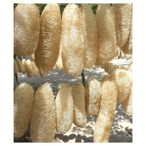 Éponges de loofah naturelles séchées, en gourd de loofah naturel, pour accessoires de bain et nettoyage, origine Vietnam. - Product Image 4