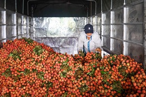 Canned Lychee Fruit in <b>Light</b> Syrup Fresh Tropical Lychee from Vietnam Ready to Eat Canned Fruit with Green <b>Leaves</b> High Quality - Product Image 6