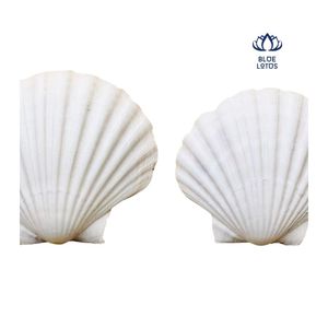 Poudre de coquille de palourde la plus vendue en 2026 pour le traitement de l'eau et source de calcium, qualité export OEM ODM, vente en gros - Product Image 2