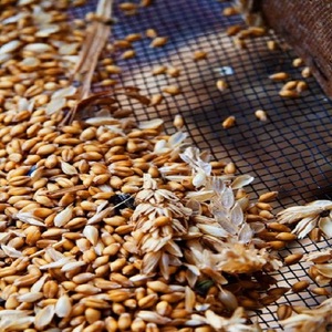 Graines de blé dur fraîches séchées : Prix de gros pour une production fiable de semoule, la fabrication de farine de pâtes et les applications commerciales - Product Image 5