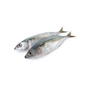 Pescado fresco de caballa listo para envío comercial confiable a nivel mundial - Product Image 3