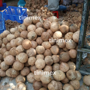 Noix de coco décortiquée de qualité export, Coco seco inteiro descascado, Kokosnoot zonder schil pour les grossistes (WA +84914319488) - Product Image 4