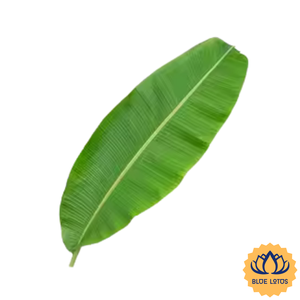 [MEJOR CALIFICADO] Hojas de Plátano Congeladas IQF Grado A, Hojas Verdes para Envolver, Envasadas al Vacío de Ben Tre, Vietnam, para Panadería y Cocina - Product Image 1