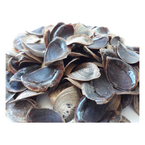 Operculo de concha marina para decoración de acuarios agrega belleza natural y una estética marina a los tanques. - Product Image 5