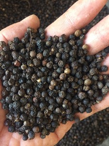 Pimienta Negra Picante, Chile Seco, Especias, Fábrica de Vietnam MEKONG AGRICULTURAL FOOD, Procesamiento en Crudo, 25 kg, Mejor Precio, Exportación a Granel - Product Image 2