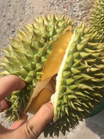 Premium verse & diepvriesdurian uit Vietnam |   Ri6 & Monthong Variëteit |   Exportkwaliteit |   Viet Delta Merk |   1,5 kg vacuüm verpakt