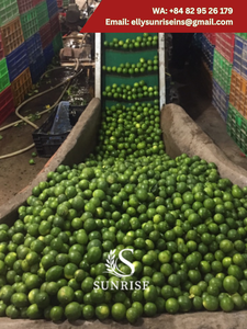 Limón Verde Fresco, Cítrico, Entero o en Mitades, con Hojas, Calidad Premium, Cultivo Común Natural (Contactar a la Sra. Elly +84 829 526 179) - Product Image 6