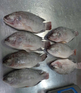 VAN BACH TUNG Pescado Congelado Entero Premium 1kg Alta Calidad Precio Alto Valor Nutricional 100% Natural Envasado al Vacío Vietnam 12+ Meses - Product Image 2