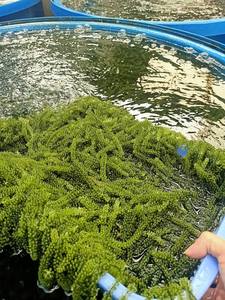 OFERTA ESPECIAL - Uvas de Mar Naturales Baratas al por Mayor, Algas Verdes Frescas de Primera Calidad, Uvas de Mar Exportadas de Vietnam - Product Image 5