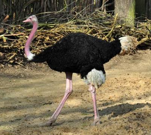 Premium North <b>African</b> Ostrich for Wholesale Supply and Commercial Farming - Product Image 3