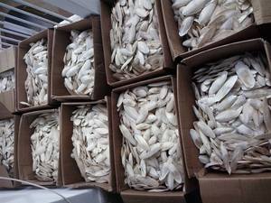 Hueso de Sepia Seco Natural para Aves de Compañía, Loros, Juguete Masticable de Calcio, Suplemento Mineral para el Cuidado del Pico, Golosina para Jaula, Blue Lotus - Product Image 3