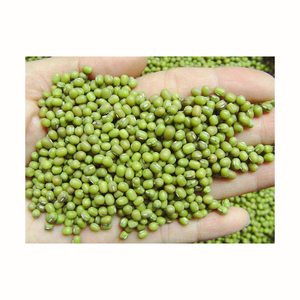 Fournisseur en gros de haricots de bambou verts, produit de première qualité pour les marchés alimentaires et de détail - Product Image 1