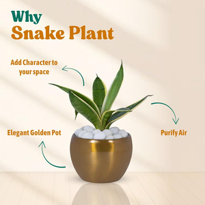 Plante Serpent Argentée Hahnii d'Amulya Farms dans un Élégant Pot en Métal Doré, Plante d'Intérieur Purifiante pour la Décoration de la Maison, du Salon et du Bureau - Product Image 4