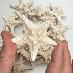 Étoiles de mer naturelles à prix avantageux, fourniture directe d'usine, décoration marine côtière, étoiles de mer. - Product Image 2