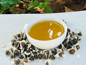 ผู้ผลิตและผู้ส่งออกขายส่งน้ำมันมะรุมสกัดเย็นบริสุทธิ์ 100% ยี่ห้อ Terra Bio Naturals บำรุงผิวชุ่มชื้นสำหรับทุกสภาพผิว - Product Image 4