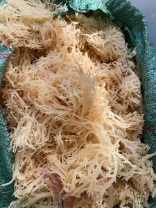 High Quality Vietnam Origin Sea <b>Moss</b> Coastal Harvested Sun-<b>Dried</b> Packed for Export High Quality and Best Price by 99 Gold Data - Product Image 2