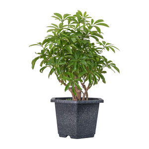 Macetas y macetas de plástico PP baratas al por mayor para flores y plantas verdes utilizadas en plantas FA - Product Image 3