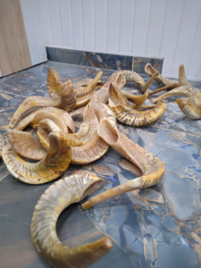 Kosher shofar ทำในอิสราเอลแกะฮอร์นธรรมชาติเป็นมิตรกับสิ่งแวดล้อมสไตล์สัตว์สำหรับเป่าศิลปะ & สะสมงานฝีมือเขา kudu - Product Image 5