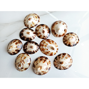 Conchas de Limpet al por Mayor con Precio Competitivo, Conchas Marinas Naturales para el Mercado Minorista e Importación - Product Image 6