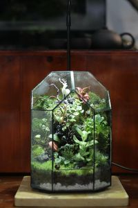 Terrario de Metal y Vidrio de Diseño Moderno para Decoración del Hogar, Macetero de Vidrio para Plantas de Interior, Suculentas, Plantas Aéreas y Terrarios DIY - Product Image 6