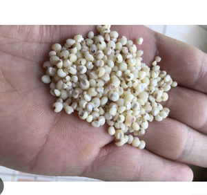 Semillas de Coix Naturales Tradicionales de Vietnam de Alto Estándar, Suministro a Granel de Calidad Premium - Product Image 4