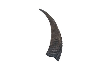 Corne de chèvre polie, finition naturelle, écologique, rustique, Halloween, nouvelle, haute qualité, pour la décoration et l'artisanat - Product Image 2