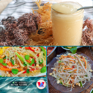 AVAILABLE Spiny Purple Sea Moss Raw Seaweed Sun Dried Sustainable B2B Material For <b>Gel</b> And Agar <b>Food</b> - Product Image 2
