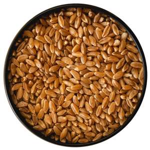 Grano de Trigo Dorado Orgánico con Ricos Nutrientes, Trigo Rico en Proteínas, Minerales y una Opción Saludable de Alta Calidad - Product Image 4