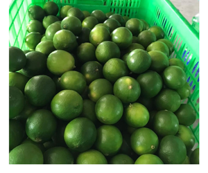 Citron vert frais vietnamien sans pépins, agrumes naturels pour supermarchés, acheteurs de services alimentaires, magasins de jus et importateurs - Product Image 3