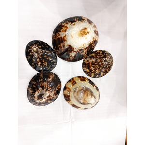 Offre d'exportation en gros de coquilles de limacelles et de coquillages marins naturels côtiers à prix compétitif pour les acheteurs du commerce mondial - Product Image 1