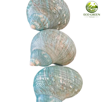 Coquille naturelle bleue turbo avec revêtement nacré irisé pour décoration de mariage, vente en gros, nouvelle tendance 2026, fournisseur Vietnamien