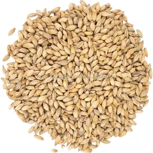 Barley Animal Feed Available for Sale