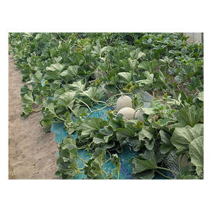 Frutas Japonesas de Calidad Incomparable, Amplia Selección de Variedades de Pulpa Verde y Roja, Melones Frescos - Product Image 1