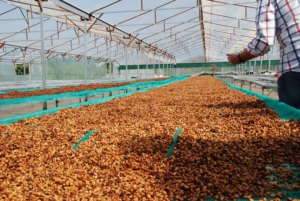 Café Molido Vietnamita de Alta Calidad OEM ODM, Tueste Francés, Premium Arábica Robusta, Cafeinado, Amargo, 250g/Bolsa, a Granel, DALAKON - Product Image 6