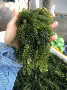 Uvas de Mar/Umibudo, Algas Marinas Secas Picadas, Caviar Verde, Marca Diana Vietnam, Bolsa de 100 Hojas para Ensaladas y Sushi - Product Image 2