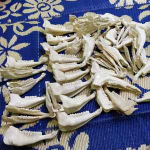 Os de mâchoire de chèvre entiers, artisanaux et de qualité supérieure, 100 % nettoyés, pour l'artisanat et l'étude, à prix de gros - Product Image 6