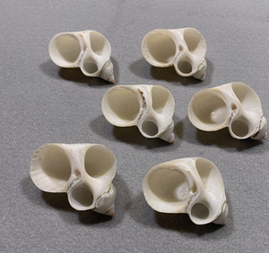 Anillo para servilletas hecho a mano con conchas naturales de Vietnam para decoración de mesas en resorts de lujo y eventos. - Product Image 1